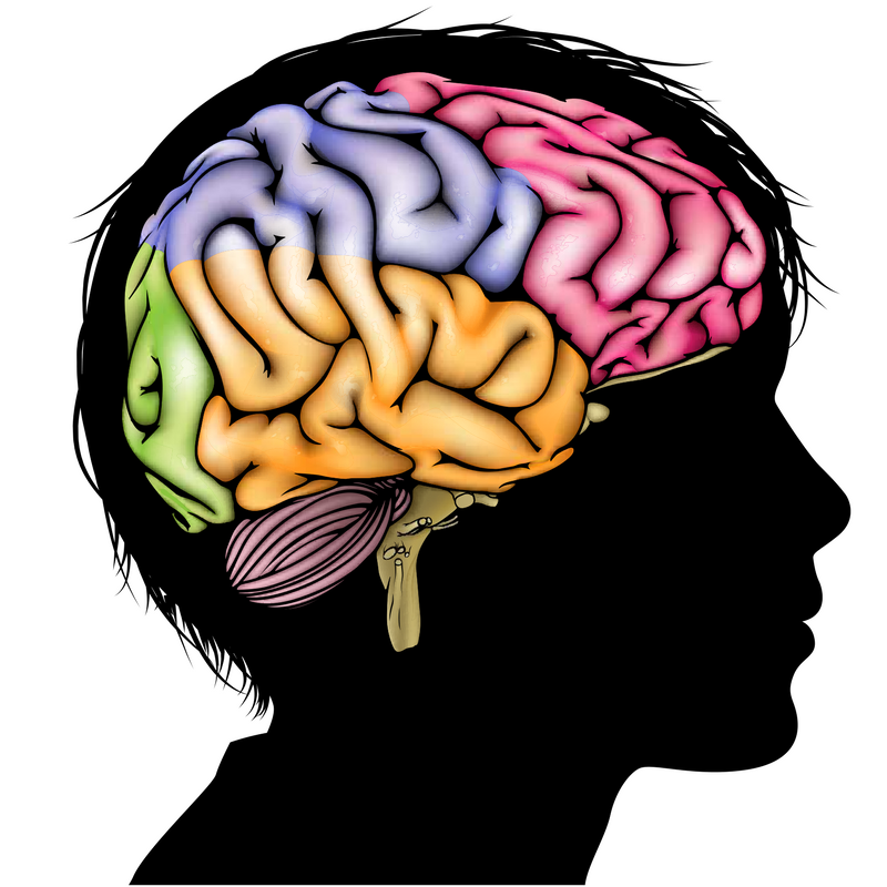 The Use Of Neuroscience In Marketing: The Brain Tells No ...